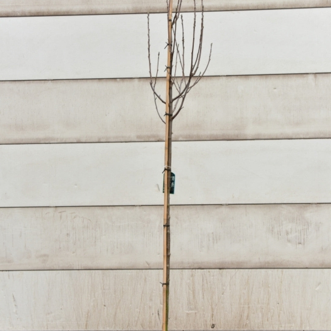 Sorbus aria lutescens