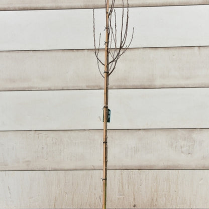 Sorbus aria lutescens
