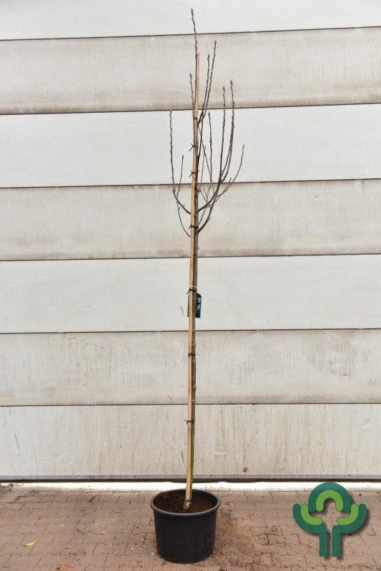 Sorbus aria lutescens