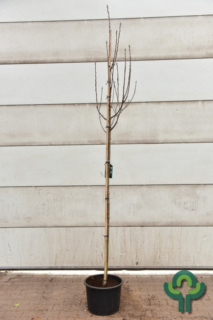 Sorbus aria lutescens