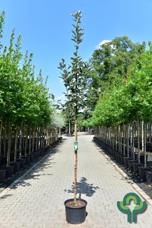 Sorbus aria 'Magnifica'