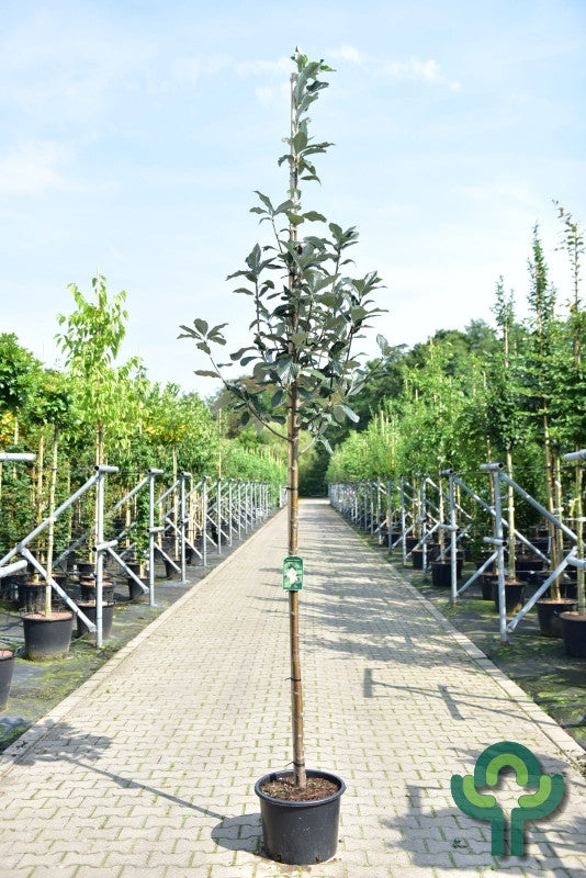Sorbus aria 'Magnifica'