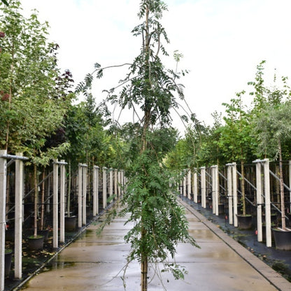 Sorbus aucuparia 'Pendula'