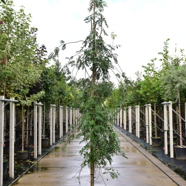 Sorbus aucuparia 'Pendula'