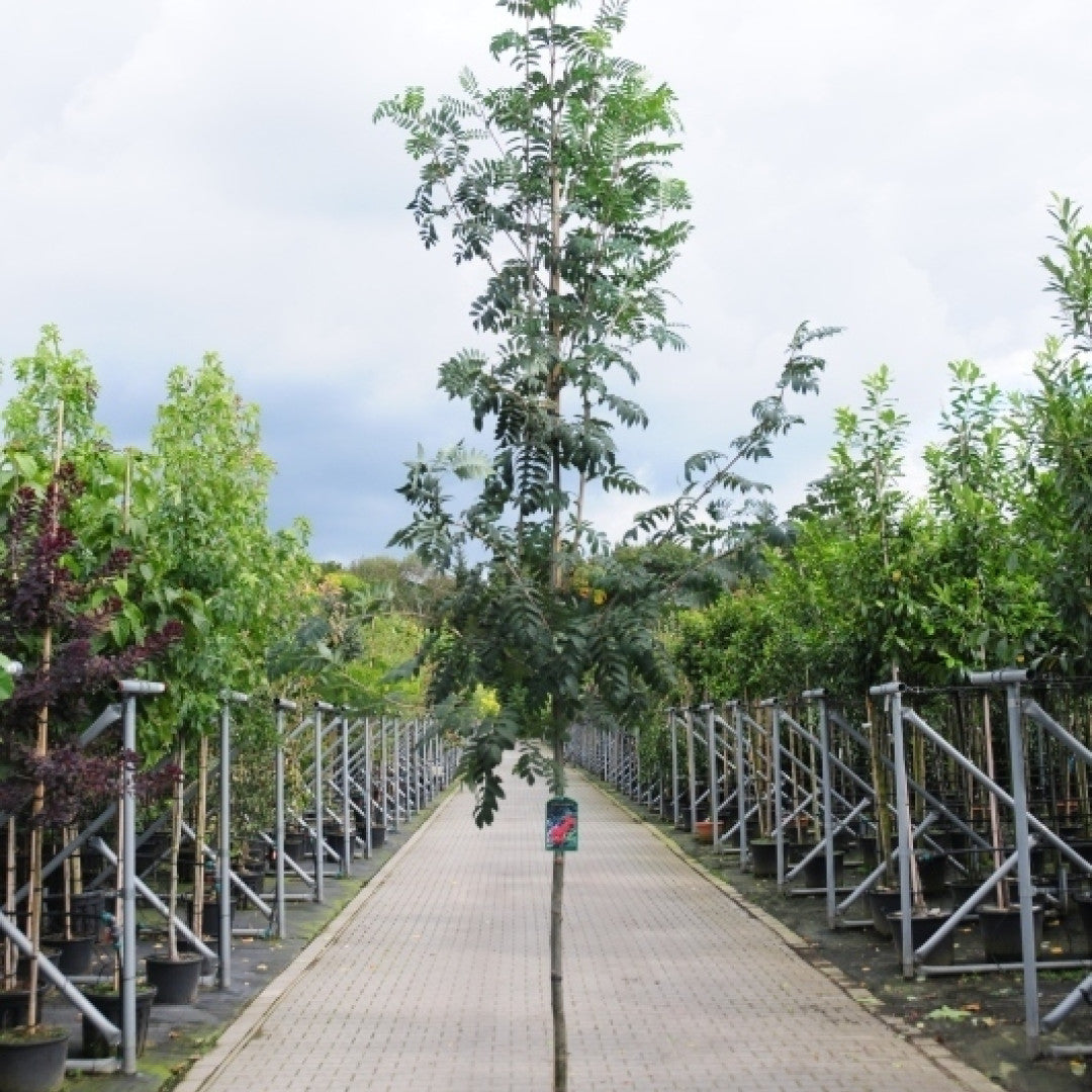 Sorbus aucuparia