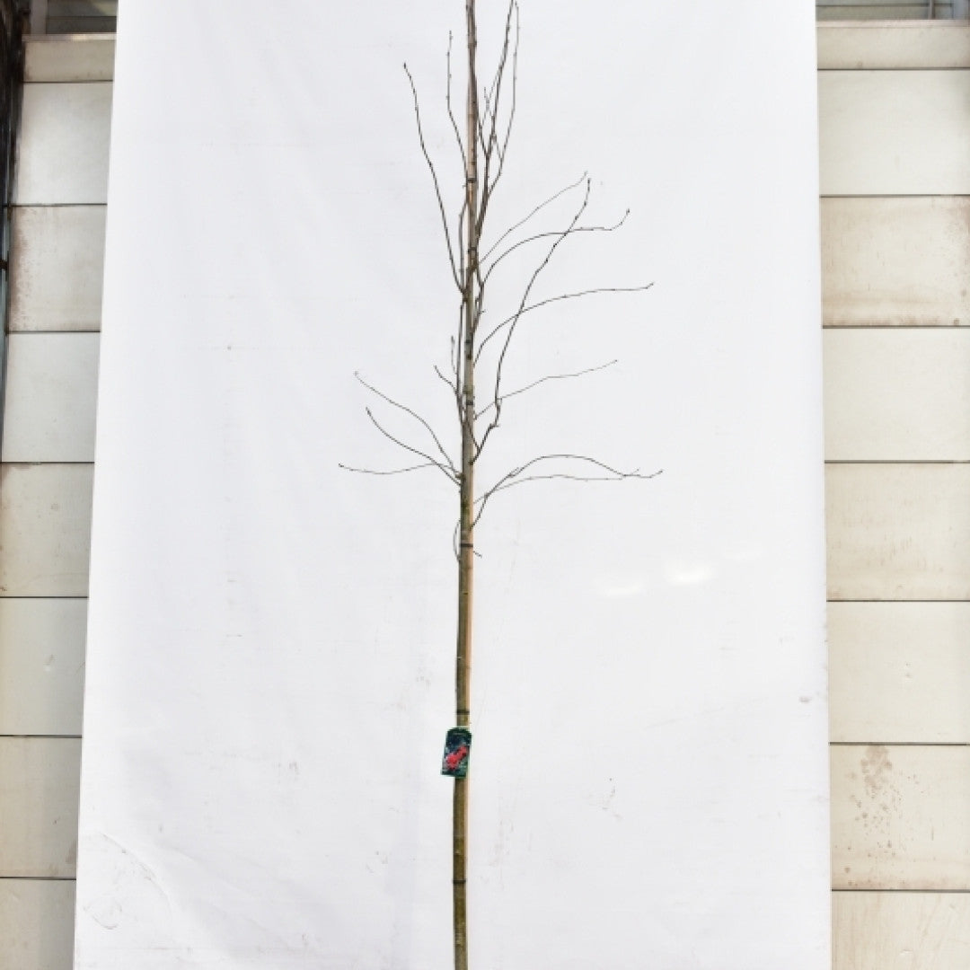 Sorbus aucuparia
