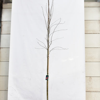 Sorbus aucuparia