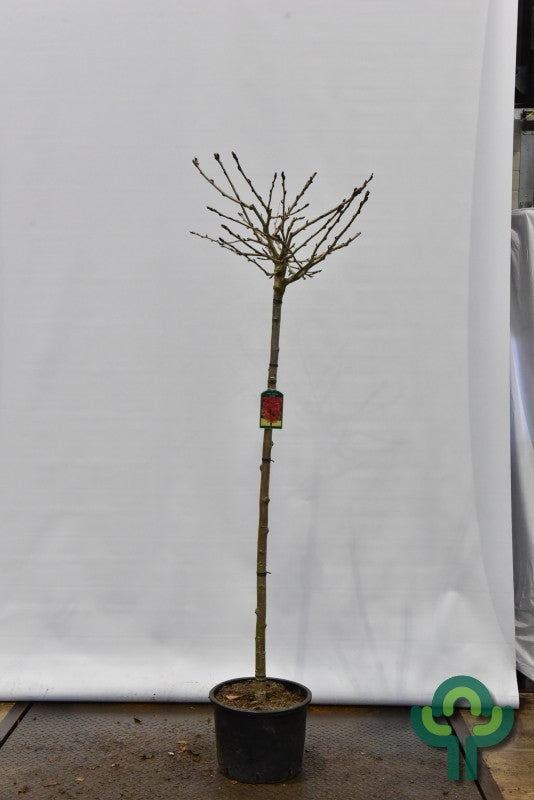 Sorbus commixta 'Fireball'