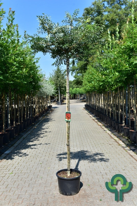 Sorbus commixta 'Fireball'