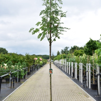 Sorbus decora