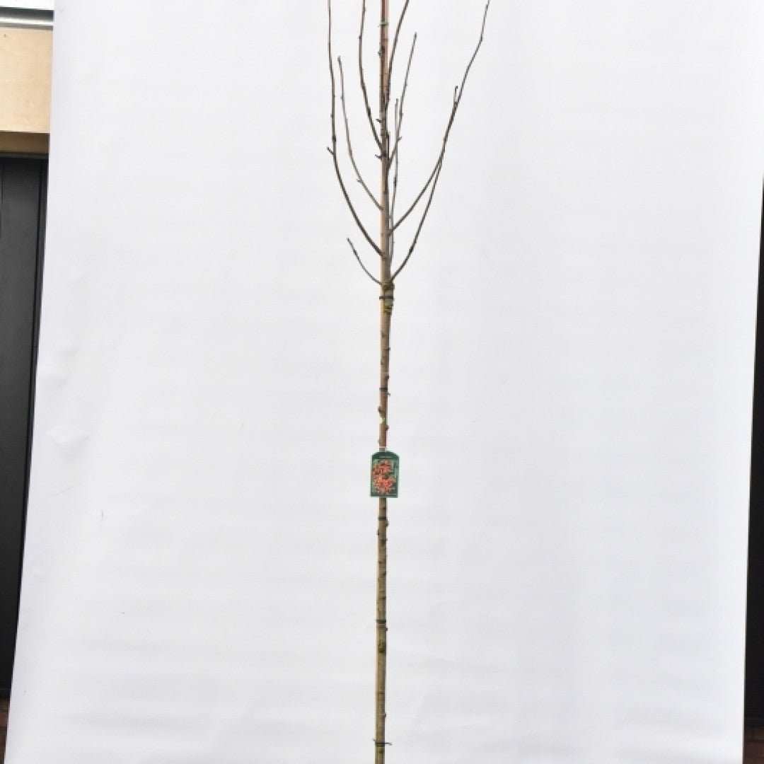 Sorbus decora