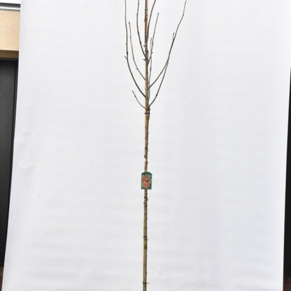 Sorbus decora