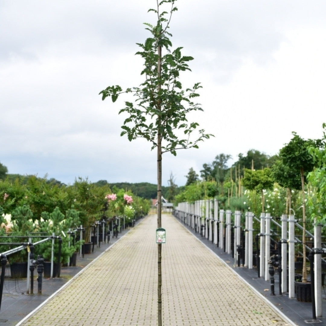 Sorbus 'Granatnaja'
