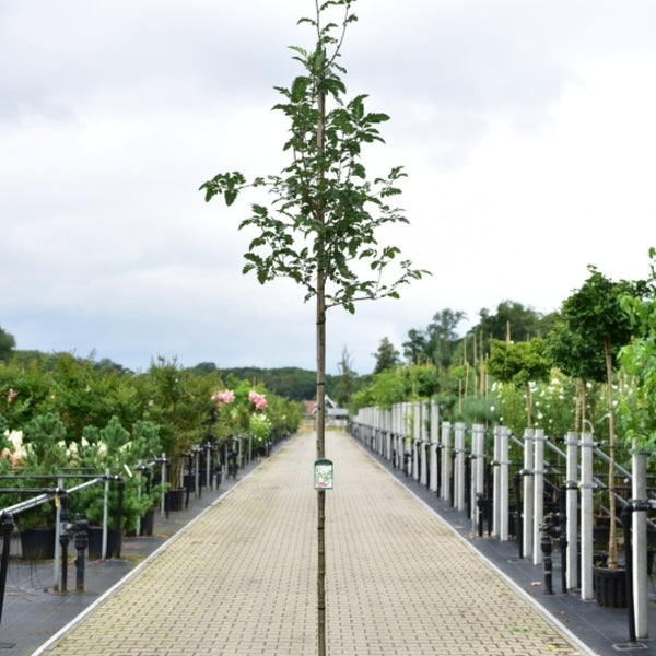 Sorbus 'Granatnaja'
