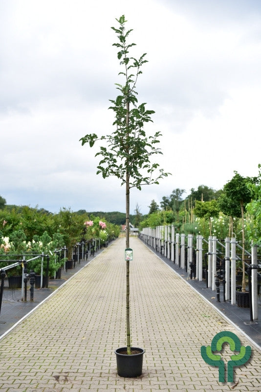 Sorbus 'Granatnaja'