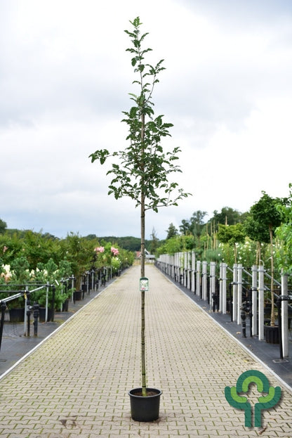 Sorbus 'Granatnaja'