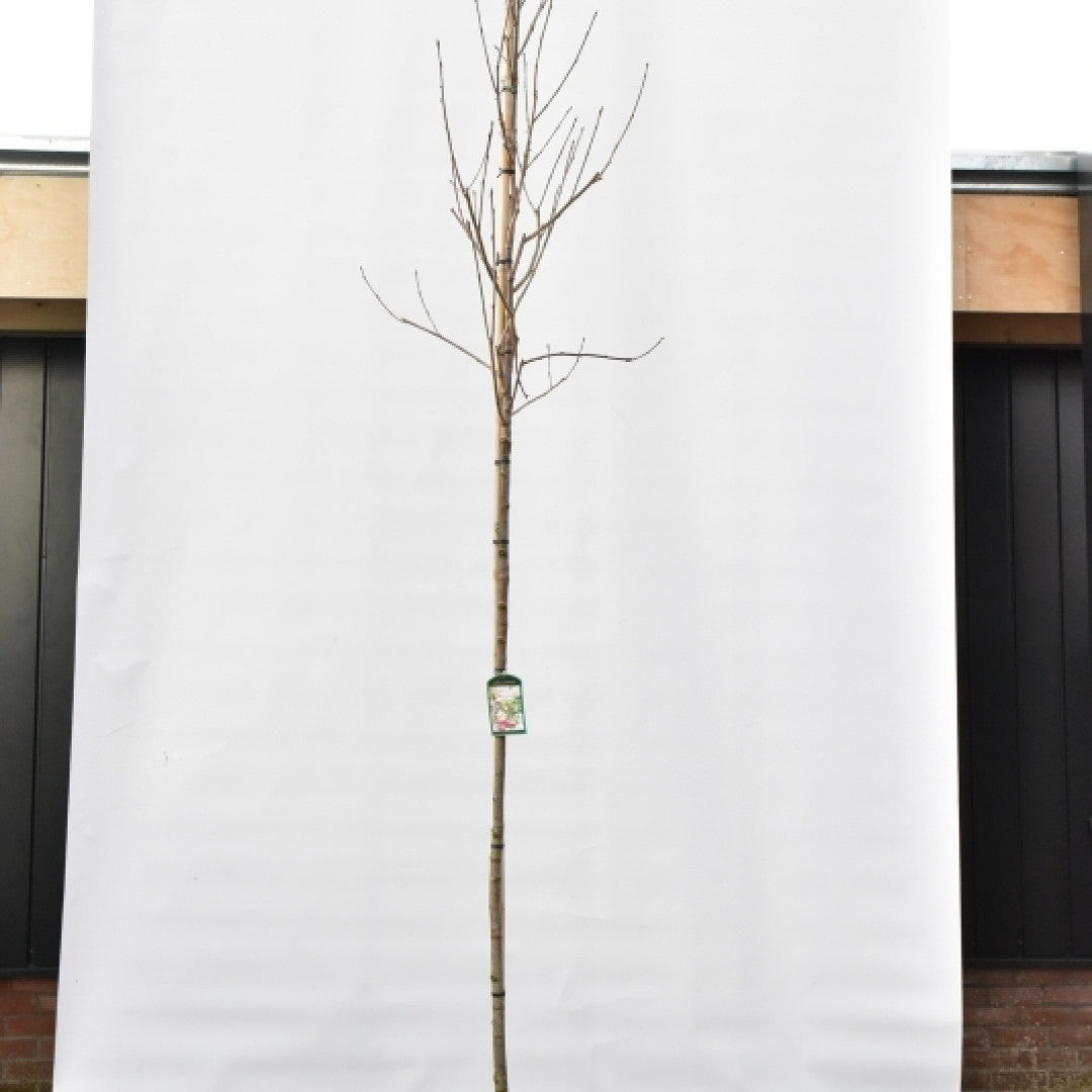 Sorbus 'Granatnaja'