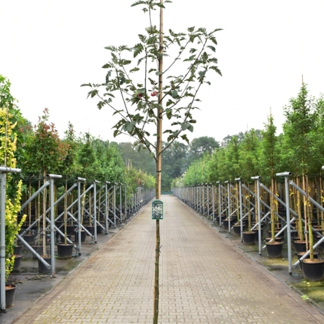 Sorbus intermedia