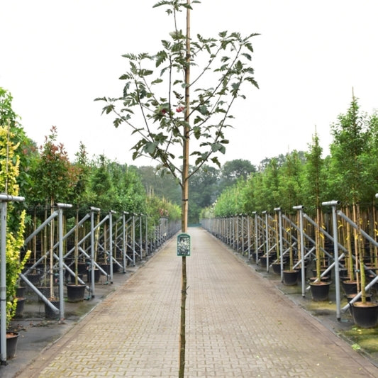 Sorbus intermedia
