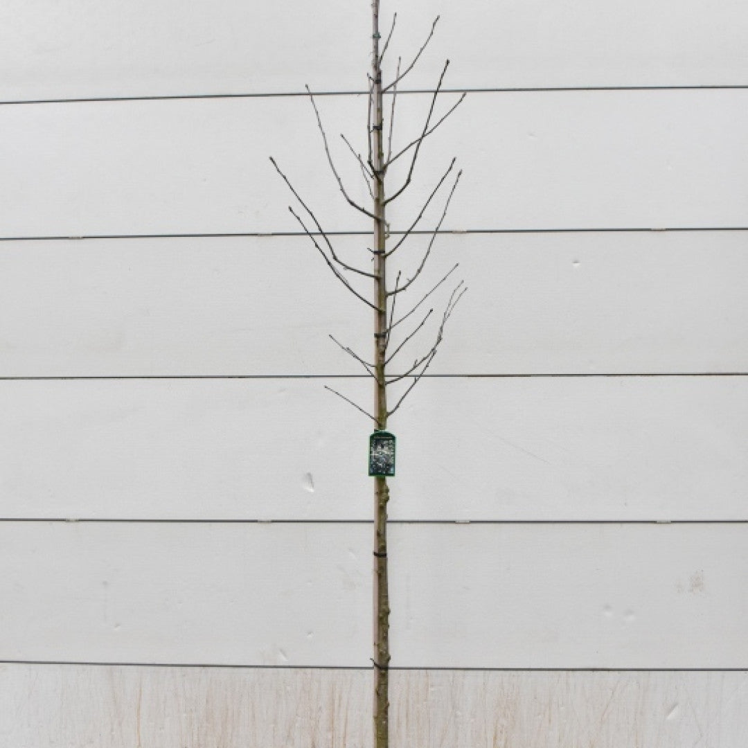 Sorbus intermedia