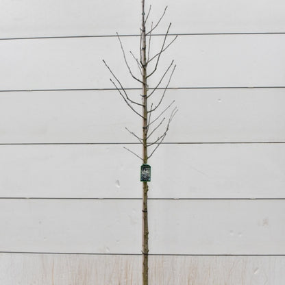 Sorbus intermedia