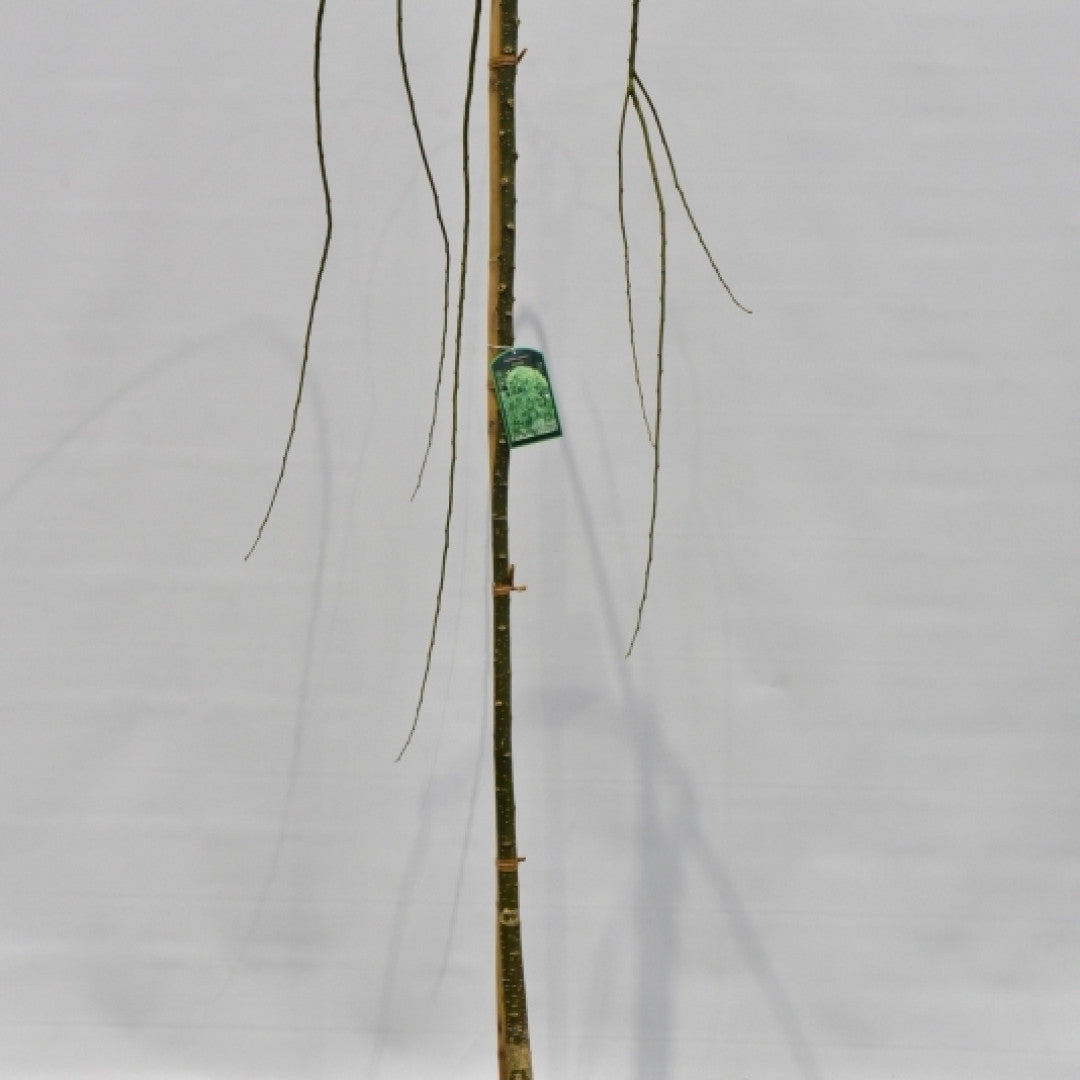 Sophora japonica 'Pendula'