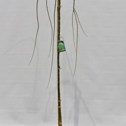 Sophora japonica 'Pendula'