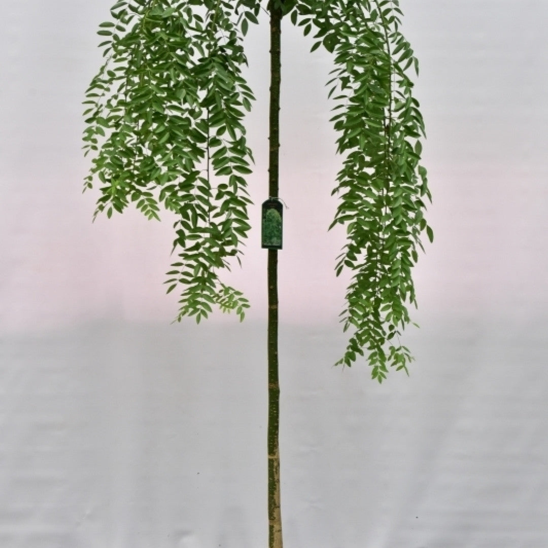 Sophora japonica 'Pendula'