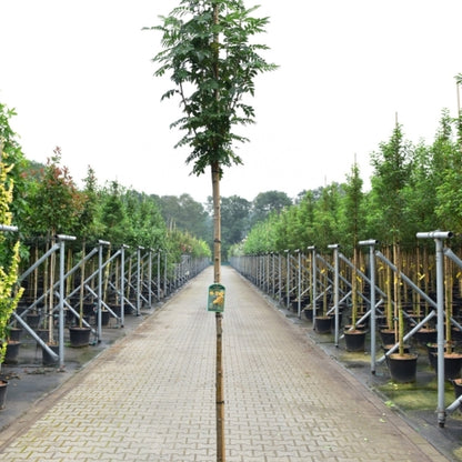 Sorbus 'Sunshine'