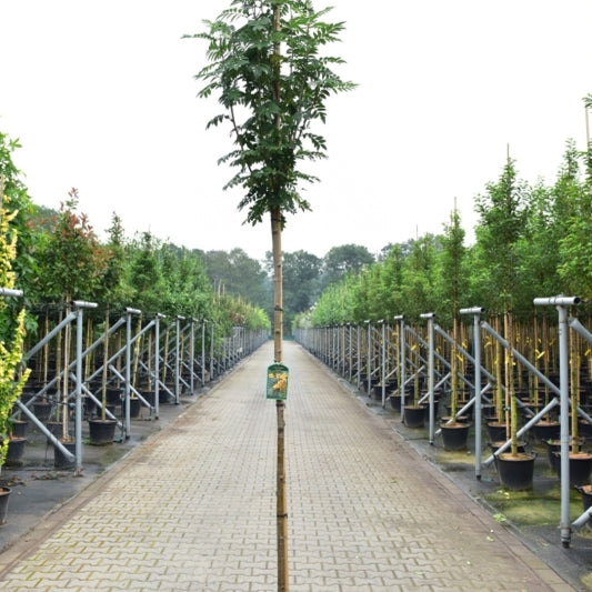 Sorbus 'Sunshine'