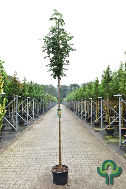 Sorbus 'Sunshine'