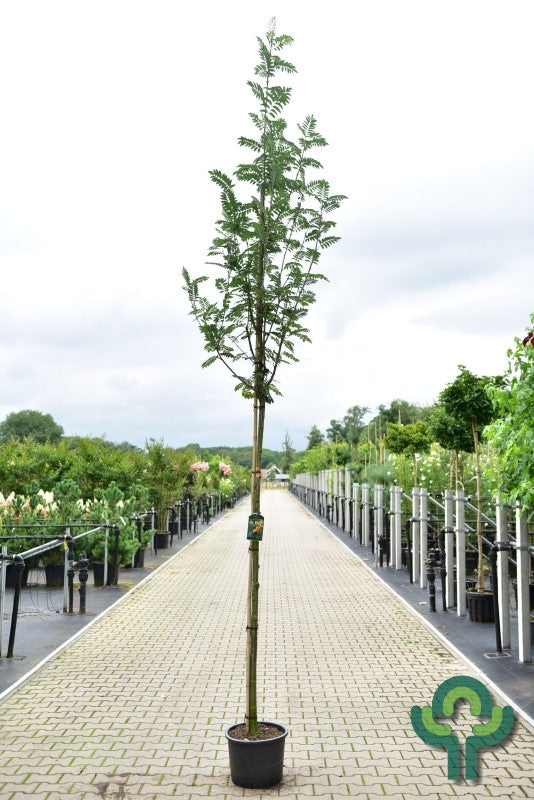 Sorbus 'Sunshine'