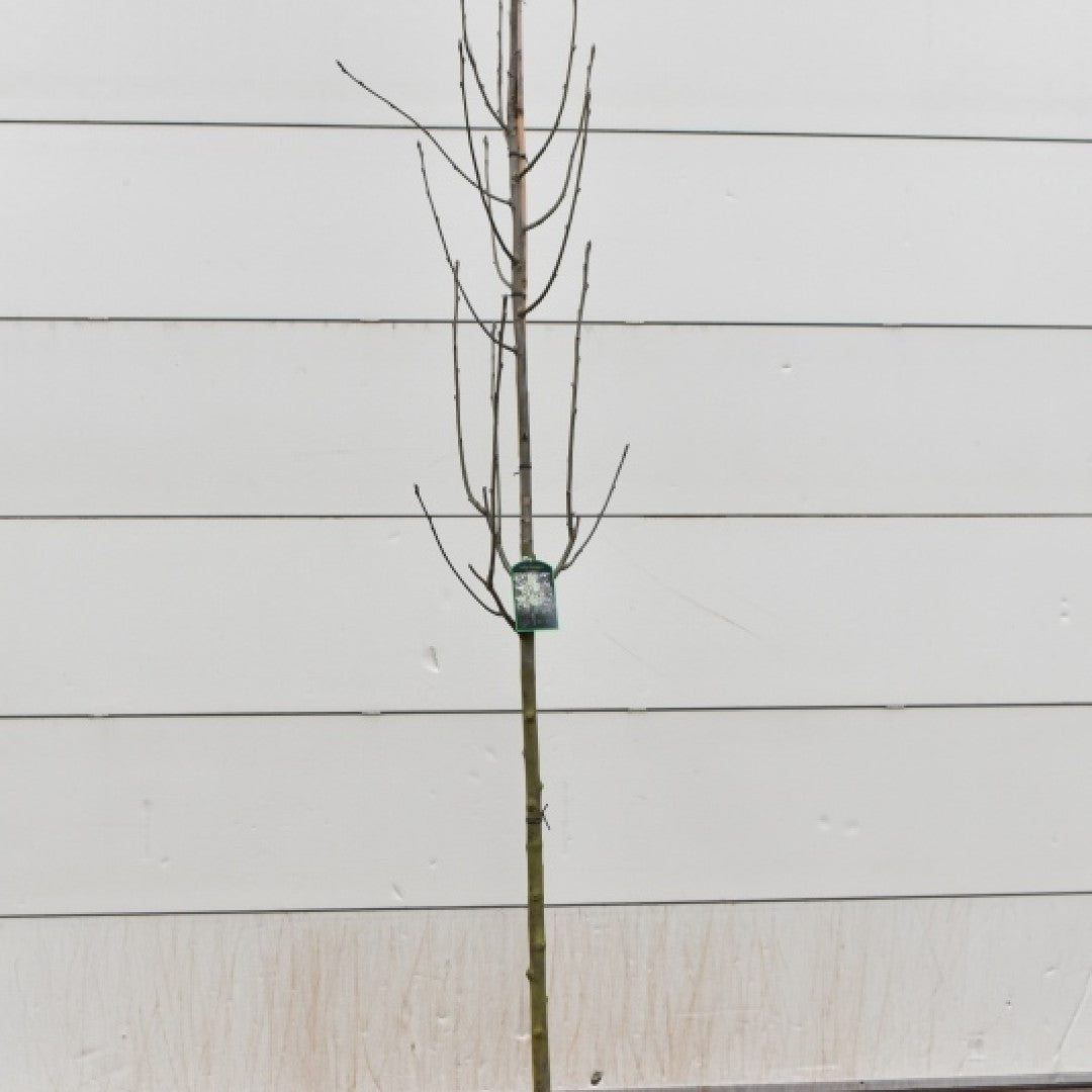 Sorbus thuringiaca 'Fastigiata'