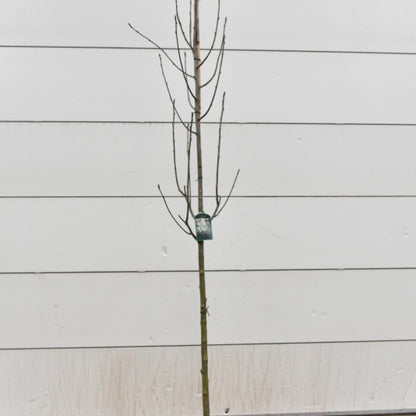 Sorbus thuringiaca 'Fastigiata'