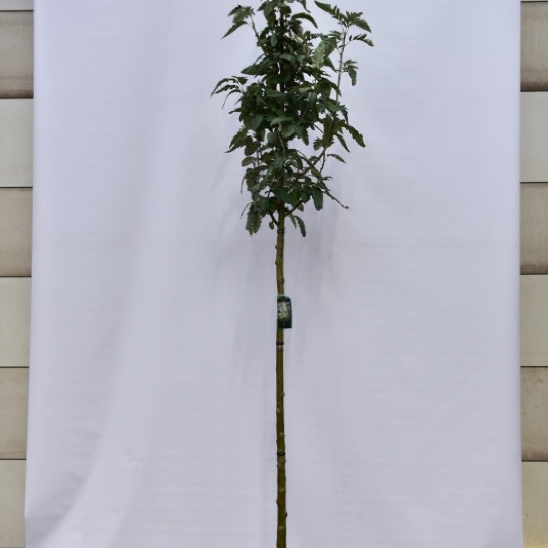 Sorbus thuringiaca 'Fastigiata'