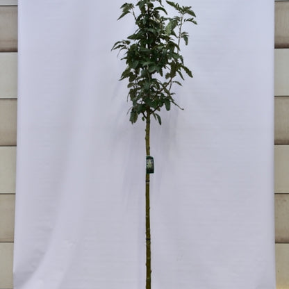 Sorbus thuringiaca 'Fastigiata'