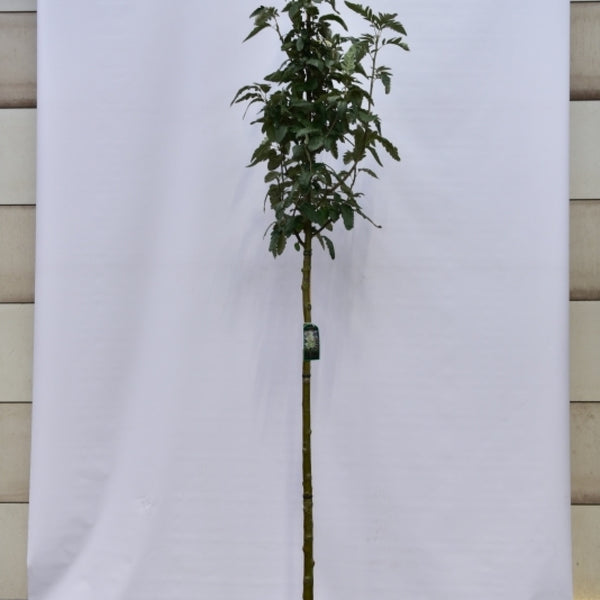 Sorbus thuringiaca 'Fastigiata'
