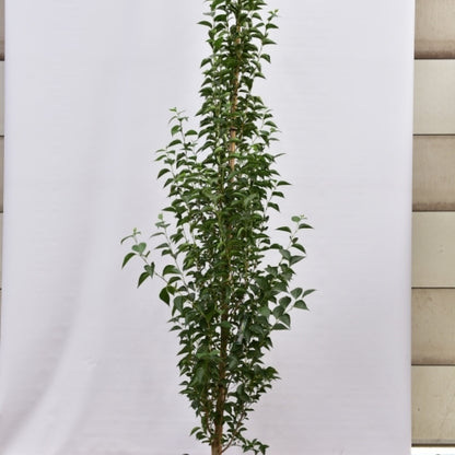Styrax japonicus 'June Snow'