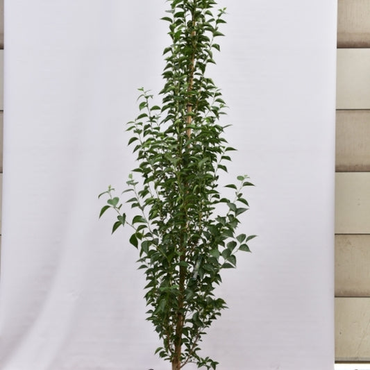 Styrax japonicus 'June Snow'