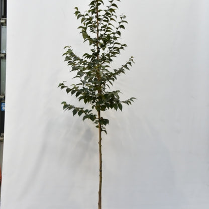 Styrax japonicus 'Purple Haze' ®