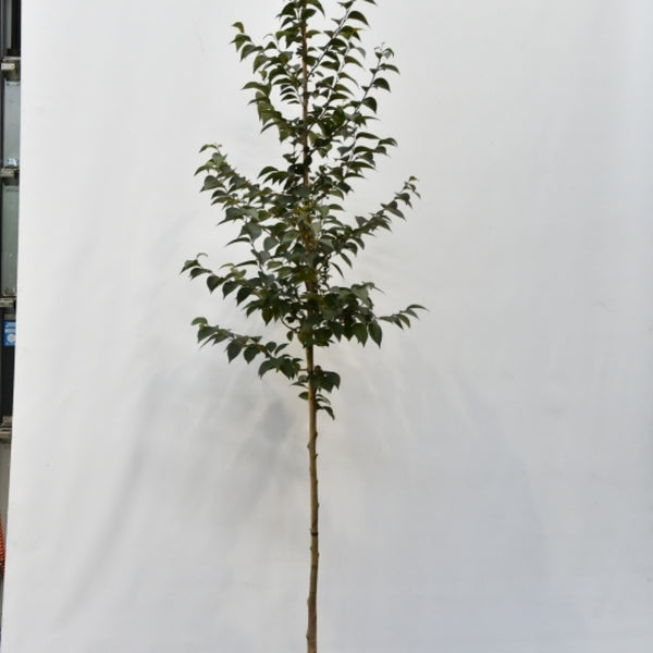 Styrax japonicus 'Purple Haze' ®