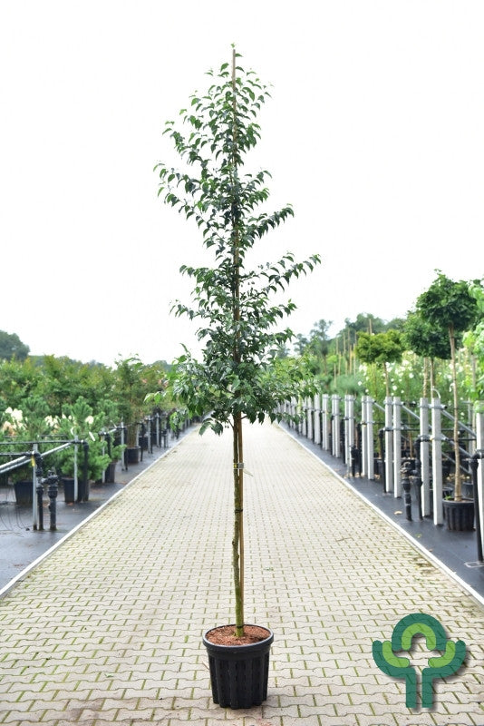 Styrax japonicus Snowcone