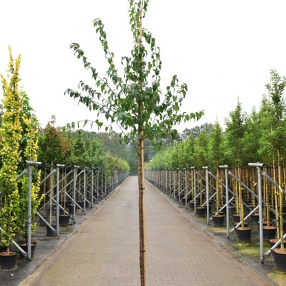 Syringa pekinensis 'Gimborn's China Pearl'
