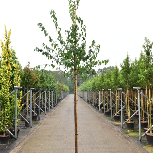 Syringa pekinensis 'Gimborn's China Pearl'