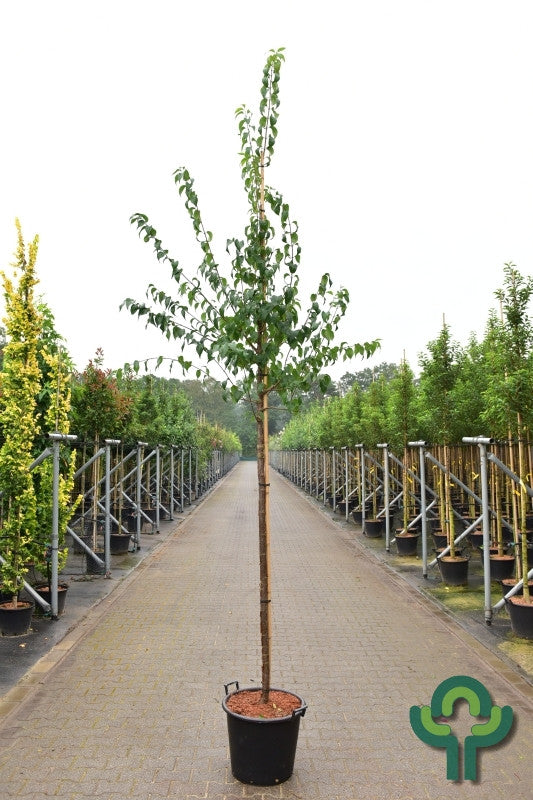 Syringa pekinensis 'Gimborn's China Pearl'