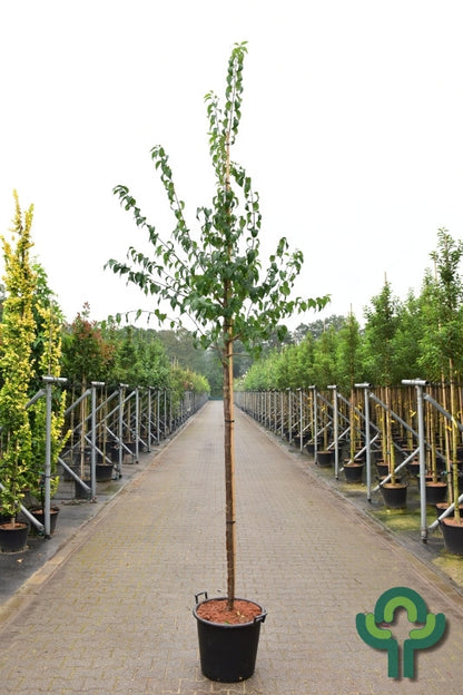 Syringa pekinensis 'Gimborn's China Pearl'