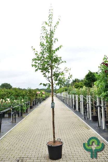 Syringa pekinensis 'Gimborn's China Pearl'