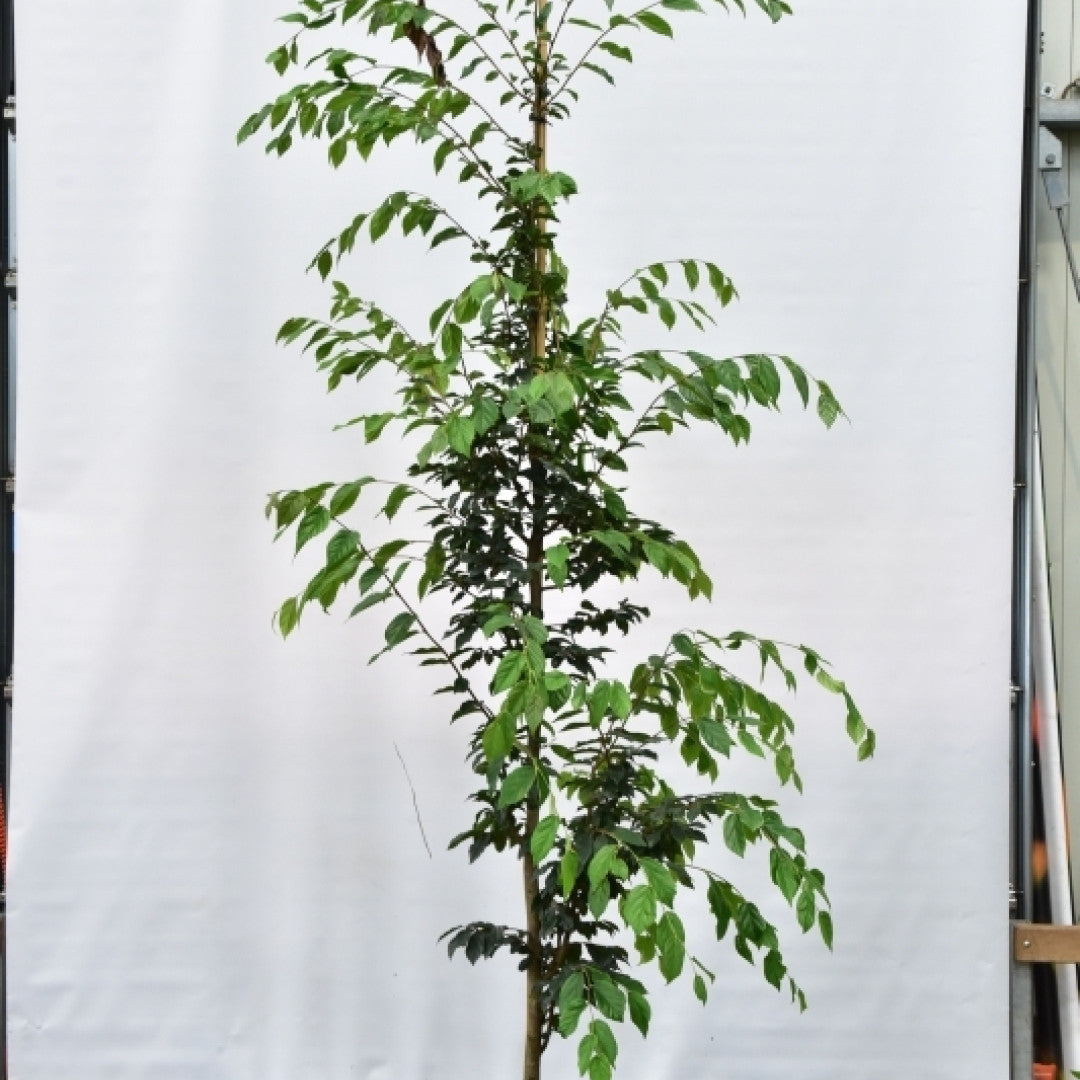 Sycoparrotia semidecidua
