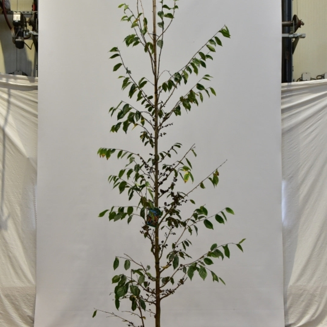 Sycoparrotia semidecidua