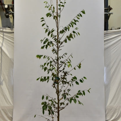 Sycoparrotia semidecidua